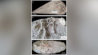 Paleontologists discover 125 million-year-old dinosaur fossil in China