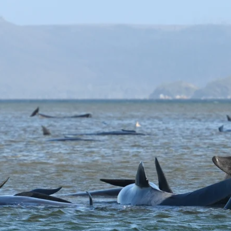 شاهد.. مئات الحيتان النافقة عائمة على وجه الماء