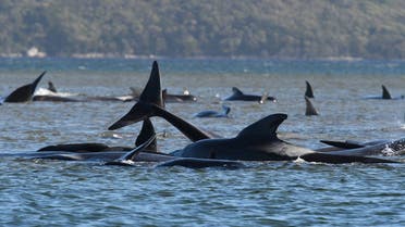 A pod of whales, believed to be pilot whales, is seen stranded on a sandbar at Macquarie Harbour, near Strahan, Tasmania, Australia, September 21, 2020. (AAP Image/The Advocate Pool, Brodie Weeding via Reuters)