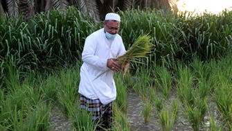 خطط لتقديم قروض لمشاريع زراعية في السعودية بـ3.5 مليار ريال
