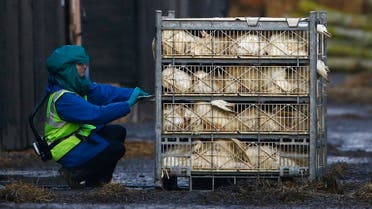 An official inspects a crate of ducks during a cull at a duck farm in Nafferton, northern England. (File photo: Reuters)