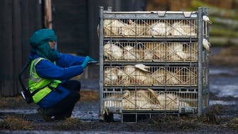  EU warns about possible avian flu outbreaks, amid coronavirus pandemic