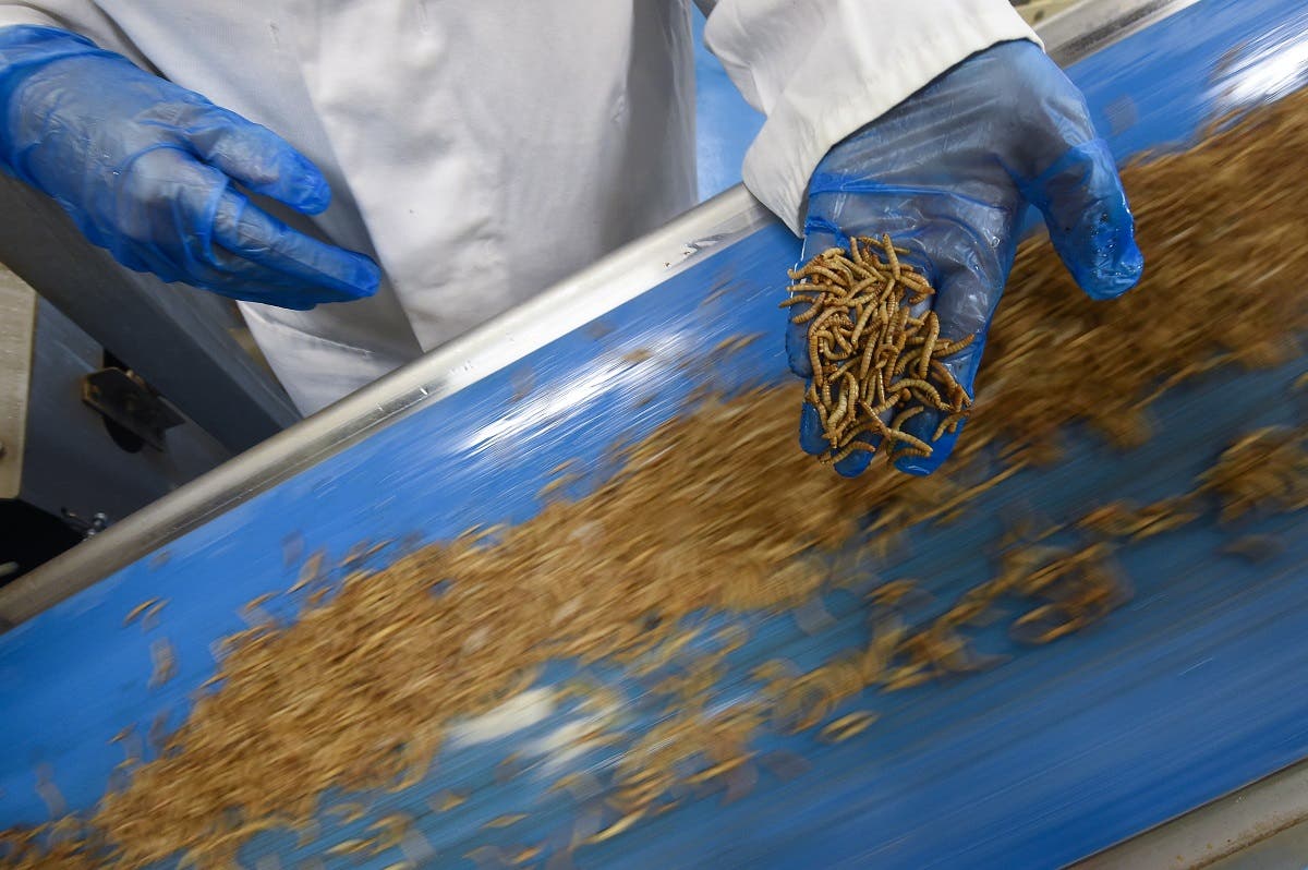 An employee checks worms before they are being turned into protein powder at the “Ynsect” experimental insect farm in Dole, eastern France. (AFP)
