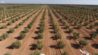 Saudi Arabia’s al-Jouf region leads the country in farming: Report