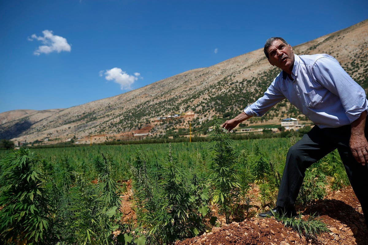 A local resident who has planted cannabis for decades checks a cannabis field as he speaks with The Associated Press in Baalbek. (File Photo: AP)