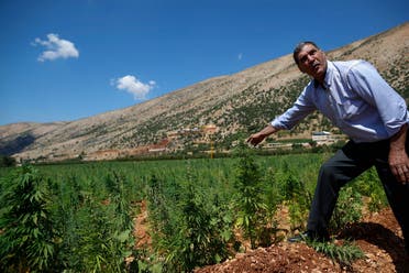 A local resident who has planted cannabis for decades checks a cannabis field as he speaks with The Associated Press in Baalbek. (File Photo: AP)