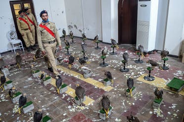 Custom officials walk among falcons that were recovered from illegal captivity, kept in a room during a press briefing with customs authorities in Karachi on October 17, 2020. (Rizwan Tabassum/AFP)