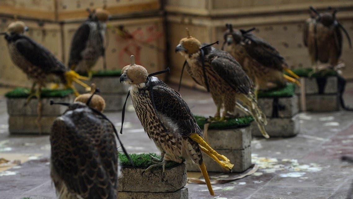 Falcons that were recovered from illegal captivity are kept in a room during a press briefing with customs authorities in Karachi on October 17, 2020. (Rizwan Tabassum/AFP)