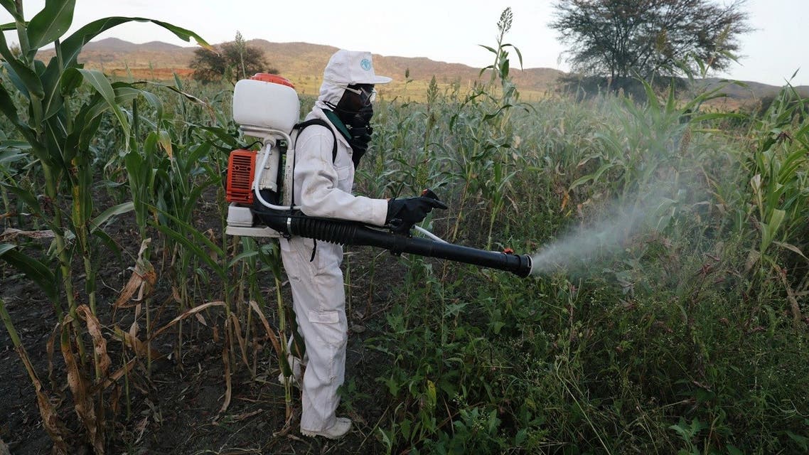 A man sprays pesticides against a swarm of locusts at a farm in Jawaha village near Kamise town, Amhara region, Ethiopia October 15, 2020. (Reuters/Tiksa Negeri)