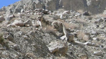 افغانستان؛ پلنگ برفی در بدخشان 23 راس گوسفند را به کام مرگ فرستاد