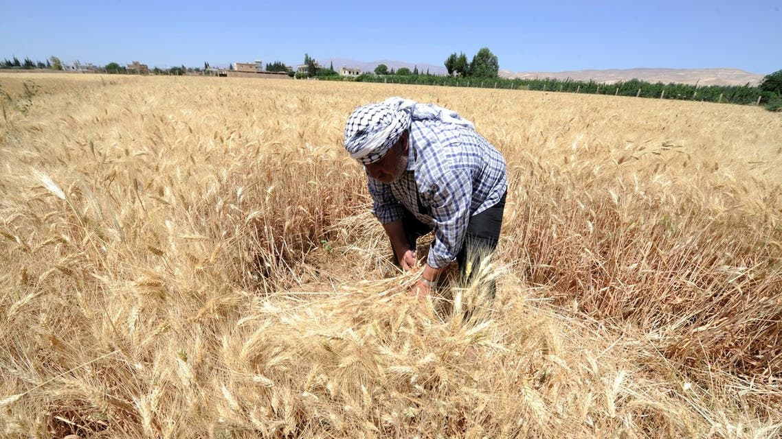 القمح في سوريا 