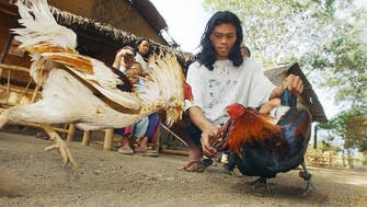 Freak accident in Philippines as fighting cock kills police officer during raid  