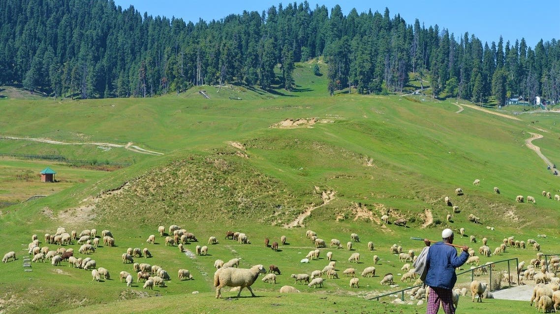 A herder grazes his sheep in Gulmarg meadow, a renowned tourist resort 45km west of Srinagar, Kashmir, India. (Reuters)