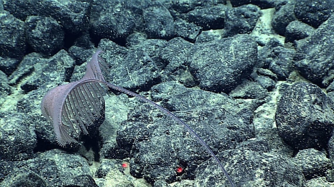 New Black Coral species Alternatipathes venusta is seen in this handout photo. (Reuters)