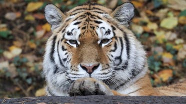A Siberian tiger also known as Amur tiger relaxes during sunny autumn weather at an enclosure at Zoo Zurich, Switzerland October 30, 2020. (File photo: Reuters)