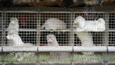 Caged minks are seen amid the coronavirus disease outbreak, at a mink farm in Gjoel, North Jutland, Denmark October 9, 2020. (Ritzau Scanpix/Mads Claus Rasmussen via Reuters)