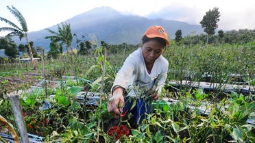 A farmer picks chili peppers on a farm with Mount Merapi volcano in the background after its alert level was increased following a series of minor eruptions in Boyolali, Central Java, Indonesia. (File photo: Reuters)