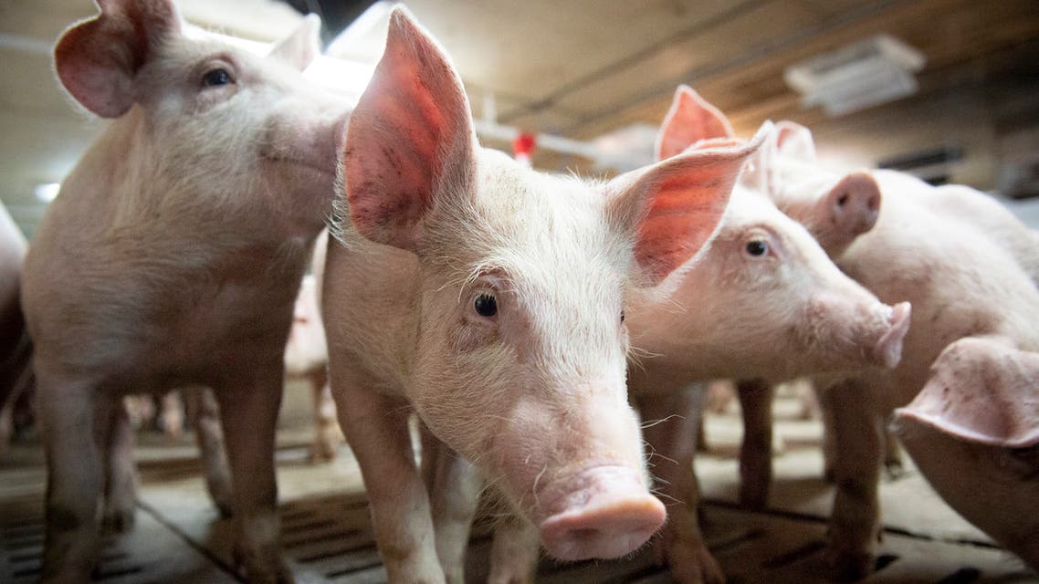 igs are seen at the Meloporc farm in Saint-Thomas de Joliette, Quebec, Canada. (AFP)