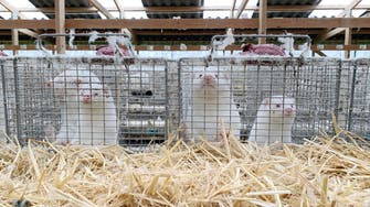 منظمة الصحة: 6 دول أبلغت عن كورونا في مزارع حيوان المنك