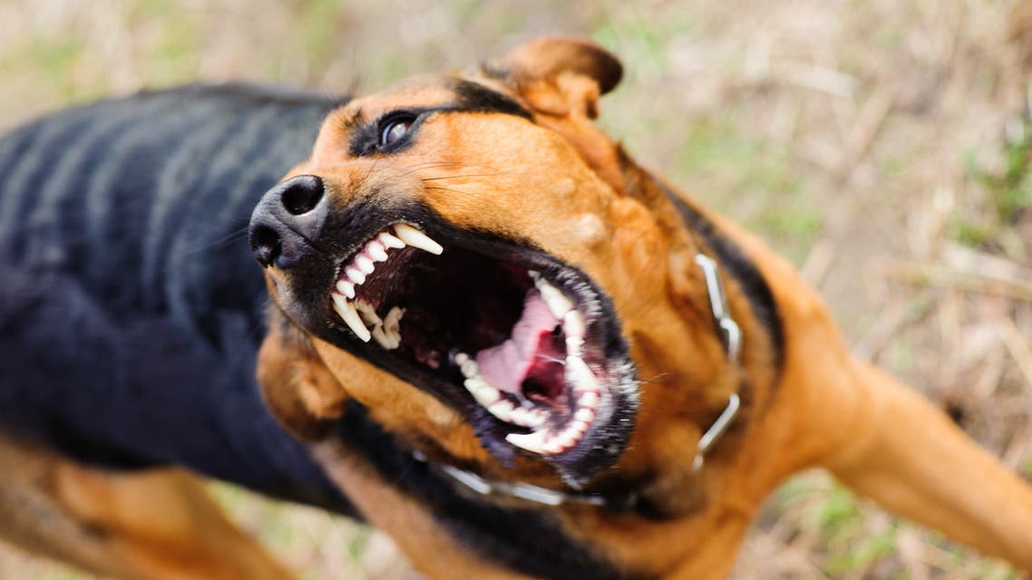 Angry dog with bared teeth stock photo