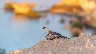 السعودية.. مشاهد بديعة للطيور المهاجرة على شواطئ البحر الأحمر