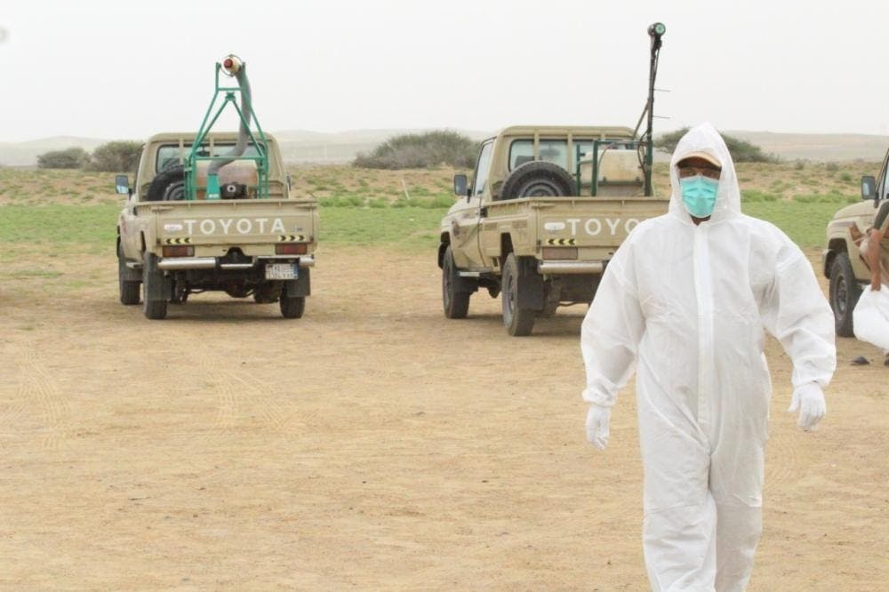 البيئة السعودية تكافح الجراد الصحراوي