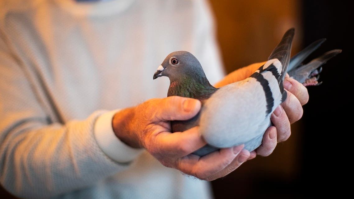 Two-year old female pigeon named New Kim is shown in an auction in Knesselare, Belgium, Nov. 15, 2020. (AP/Francisco Seco)