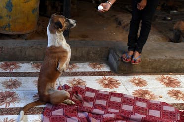 A caretaker feeds Rocky at the People For Animal Trust in Faridabad, India on November 17, 2020. (Money Sharma/AFP)