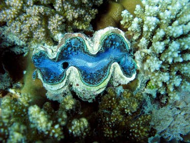 A giant clam is seen nestled among coral reefs at the Obhor coast, 30 kms north of the Red Sea city of Jeddah. (AFP)