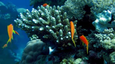Coral reefs of the Red Sea in Saudi Arabia - AFP