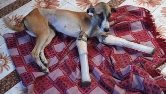 Indian street dog’s rocky road to recovery finds new home in Britain