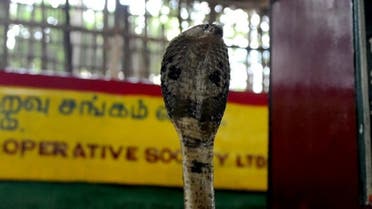 In this photograph taken on November 11, 2016, a cobra is displayed at the Irula snake-catchers cooperative on the outskirts of Chennai. (AFP)