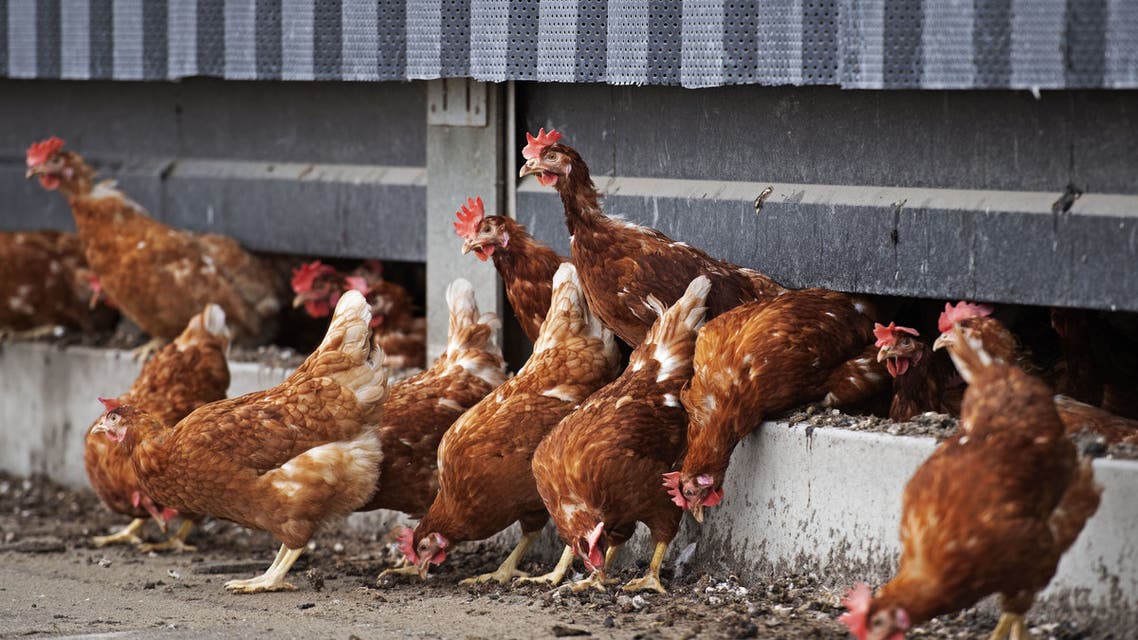 Chickens from a poultry farm are going outside again in Winkel, Netherlands, on April 29, 2020 after health measures were introduced in February, following a case of bird flu in a turkey farm in Germany near the Groningen (Dutch northern province) border. (AFP)