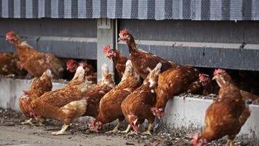 Chickens from a poultry farm are going outside again in Winkel, Netherlands, on April 29, 2020 after health measures were introduced in February, following a case of bird flu in a turkey farm in Germany near the Groningen (Dutch northern province) border. (AFP)