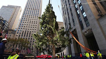 The Rockefeller Center Christmas Tree arrives at Rockefeller Plaza and is craned into place on Nov. 14, 2020 in New York City. (AFP)