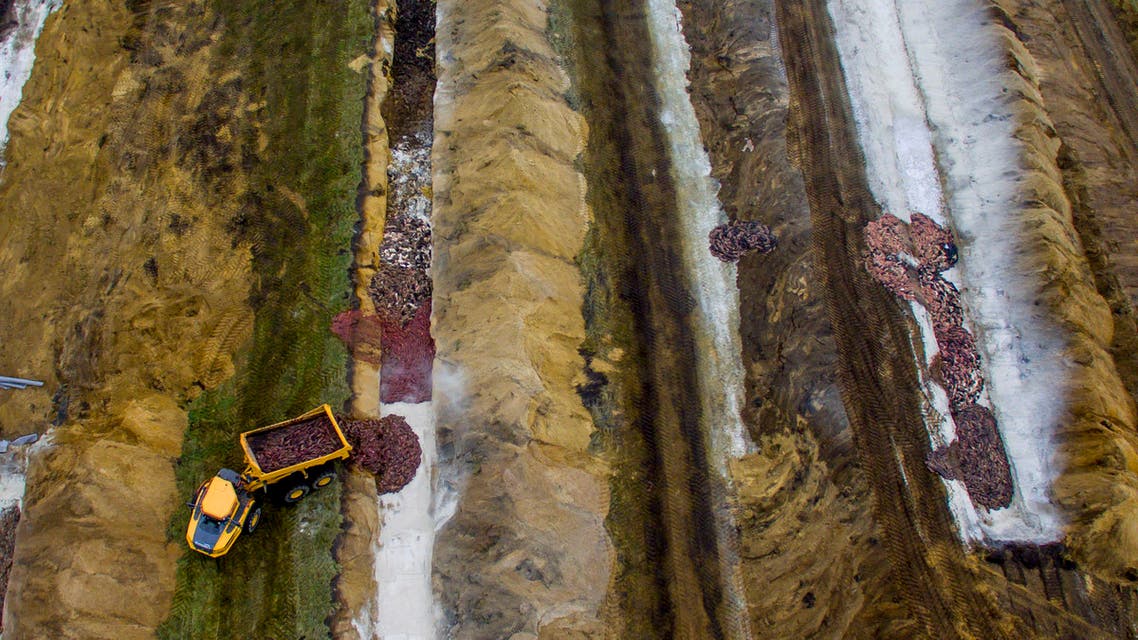 This aerial view taken on November 12, 2020 shows thousands of killed mink being buried in Denmark. (AFP)