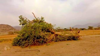سعودی عرب: غیر قانونی طور پر درخت کاٹنے پر سخت کارروائی کا فیصلہ