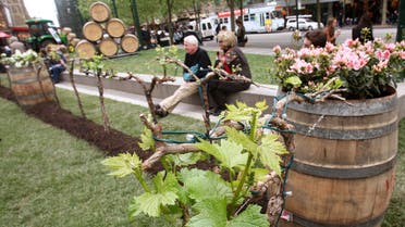 People sit nest to grapevines in Melbourne's city centre as winemaker Brian McGuigan brings a sample his vineyard to the city to tempt the locals, on October 8, 2008. (AFP)