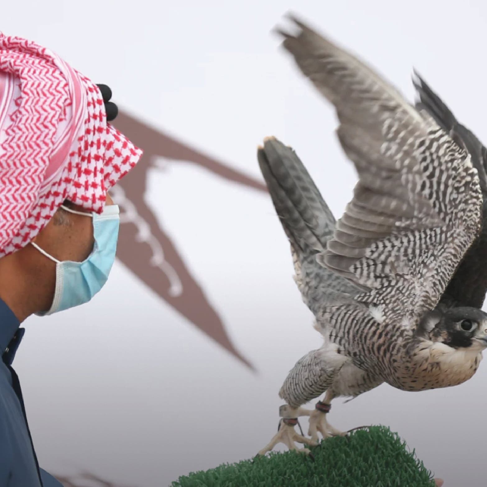 مزاد الصقور في نسخته الثانية ينطلق غداً من السعودية