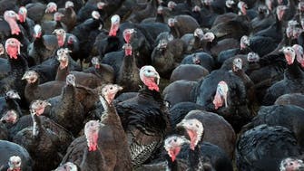 بريطانيا تؤكد اكتشاف إنفلونزا الطيور بمزرعة للدجاج الرومي