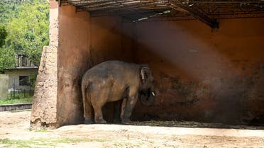 Elephant Kaavan stands under the cover of its shed behind a fence at the Marghazar Zoo in Islamabad on May 22, 2020. Music icon Cher shared her delight after a Pakistani court ordered freedom for a lonely elephant, who had become the subject of a high-profile rights campaign backed by the US singer.