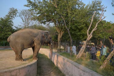 الفيل كافان وحيداً في حديقة بالعاصمة الباكستانية (أرشيفية)