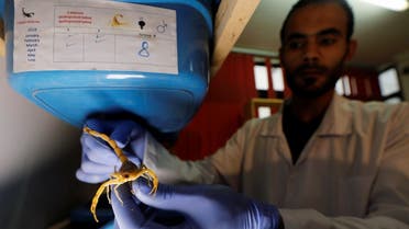 Mohamed Hamdy Boshta checks on scorpions that he hunted from Egyptian deserts and shores to extract their prized venom for medicinal use, at his company in Cairo, Egypt December 6, 2020. (Reuters/Mohamed Abd El Ghany)