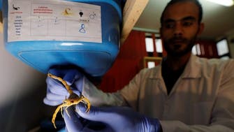 Young Egyptian finds fortune in 80,000 scorpions’ venom