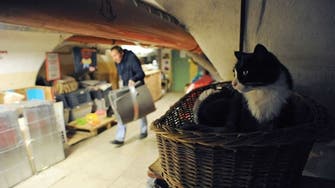 قطط متحف "إرميتاج" ترث طبيباً فرنسياً