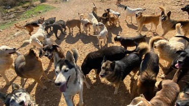 Rescue dogs are shown at Beirut-based BETA in Lebanon. (Supplied)