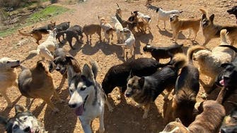 Fate of over 1,000 rescue animals uncertain in Lebanon as eviction looms