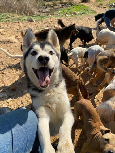 Rescue dogs are shown at Beirut-based BETA in Lebanon. (Supplied)