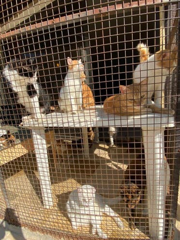 Rescue cats are shown at Beirut-based BETA in Lebanon. (Supplied)
