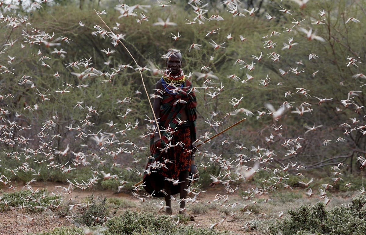 A woman from the Turkana tribe walks through a swarm of desert locusts at the village of Lorengippi near the town of Lodwar, Turkana county, Kenya. (Reuters)